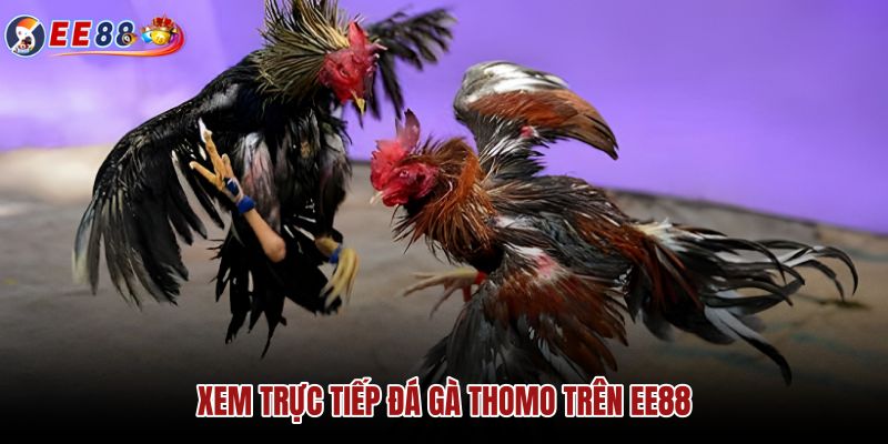xem-truc-tiep-da-ga-thomo-tren-ee88